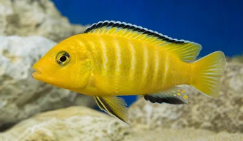 Pseudotropheus lombardoi (Ψευδοτροφικός Λομβαρδάι)