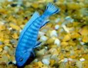 Pseudotropheus socolofi Μπλε κιχλίδης