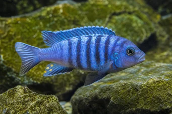 Pseudotropheus tropheops (Κίτρινος)