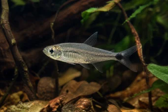 Pterobrycon myrnae Brycon (Tetra) στα πτερύγια