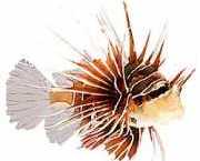 Pterois radiata Ακτινοβολημένο ψάρι