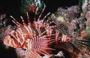 Pterois sphex Χαβάη Pterois
