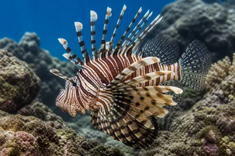 Pterois sphex (Χαβάη Pterois)