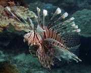 Pterois volitans Βαθμολόγηση ψαριών