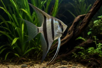 Pterophyllum scalare (Βαθμωτό μέγεθος)