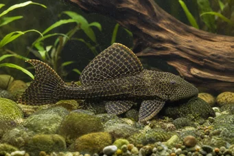 Pterygoplichthys anisitsi (Χιόνι)