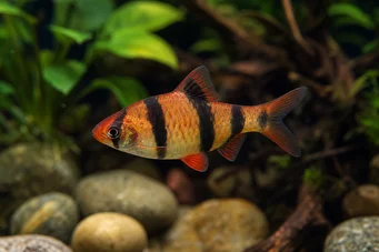 Puntius fasciatus Γενειοφόρος φράουλα, γενειοφόρος φωτιά