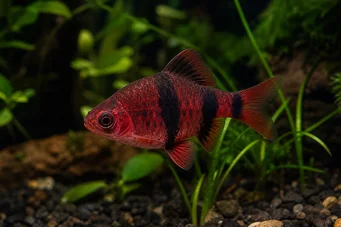 Puntius nigrofasciatus (Κόκκινο κεφάλι beardbus, γενειοφόρος nigor)