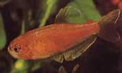 Rachoviscus crassiceps Characin με παχύ κεφάλι, χρυσό τετρά