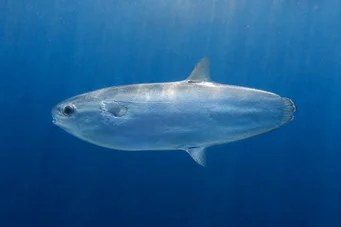 Ranzania typus (Τύπος Mola)