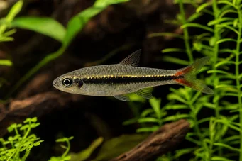 Rasbora borapetensis Ερυθρός