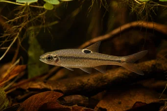 Rasbora dorsiocellata Rasbora στο Ocelle