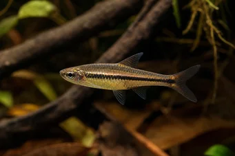 Rasbora einthoveni Ρασμπόρνα Αϊνθόβη