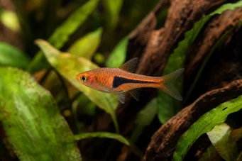 Rasbora espei Ρασμπίρα Χένγκελλι