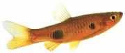 Rasbora kalachroma Κλόουν
