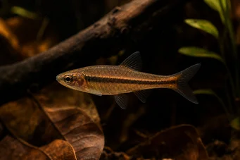 Rasbora kalachroma Κλόουν