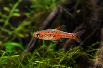 Rasbora maculata Πύργος rasbora