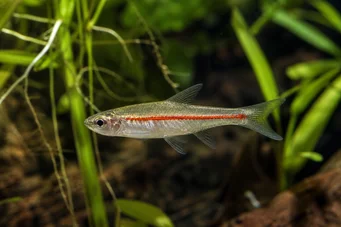 Rasbora pauciperforata Κόκκινη γραμμή Rasbora