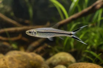 Rasbora trilineata Ψαλίδι Rasbora
