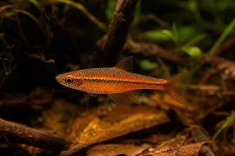 Rasbora vaterifloris Μαργαριτάρι
