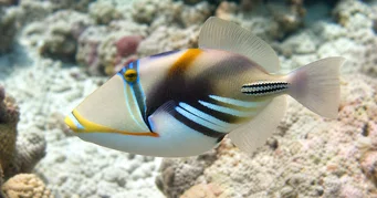 Rhinecanthus aculeatus (Βαλριστής-Πικάσο)