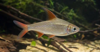 Rhoadsia altipinna Τετρά-arc-en-ciel