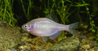 Rhodeus sericeus Μούβος