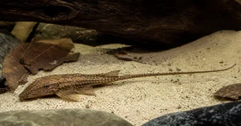 Rineloricaria Ρινελορική