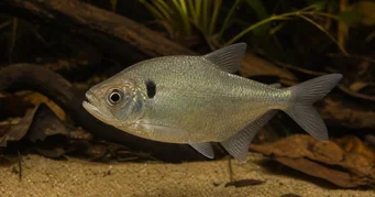 Roeboides descalvadensis Hunchback, κεφάλι στο κάτω μέρος του Descalvado