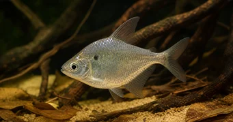 Roeboides meeki Γυαλί τετράπρα