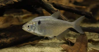 Roeboides paranensis Hunchback, κεφάλι στο κάτω μέρος της Παραγουάης