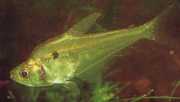 Roeboides thurni Thum Glass Tetra