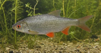 Rutilus rutilus Κατσαρίδα