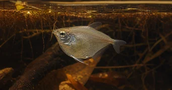 Saccoderma hastata (Saccoderma hastata)