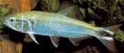 Salminus maxillosus Characin-Tigre του Am...