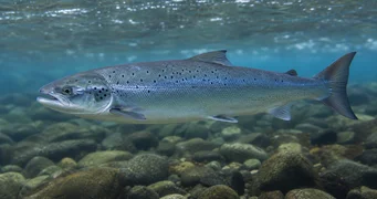 Salmo salar (Σολομός του Ατλαντικού)