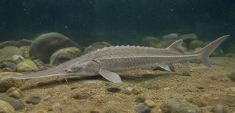 Scaphirhynchus platorhynchus (Πλατφόρμα)
