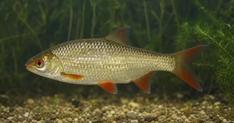 Scardinius erythrophthalmus (Στροβιλίζω)