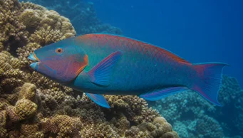 Scarus rubroviolaceus (Λιβάδι)