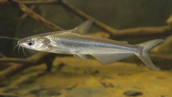 Schilbe intermedius (Ασημένιο γατόψαρο)