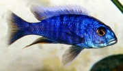 Sciaenochromis fryeri Αχλός