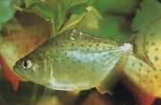 Serrasalmus rhombeus Ο Pacu έβλεπε, λ...