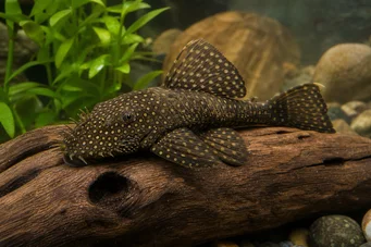Silure ancistrus Αρχαίος