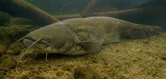 Silurus glanis Glane Catfish / μεγάλο γατόψαρο