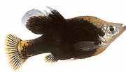 Skiffia francesae x mult... Skiffia francesae x mino...