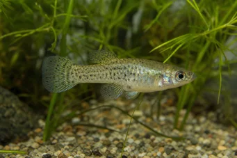 Skiffia francesae x multipunctatus (Skiffia francesae x minomincentus)
