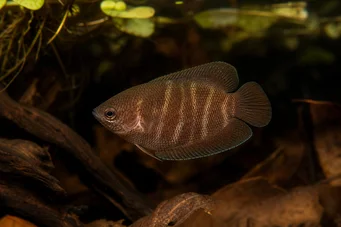 Sphaerichthys osphromenoides