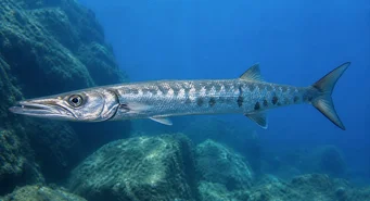 Sphyraena sphyraena (Θαλάσσιος)
