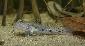 Stigmatogobius sadanundio (Κηλιδωμένο gobie)