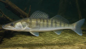 Stizostedion lucioperca (Ταξινομών)